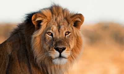 10 Clear Signs You’re an Alpha Male: Unveiling the Traits of Natural Leaders